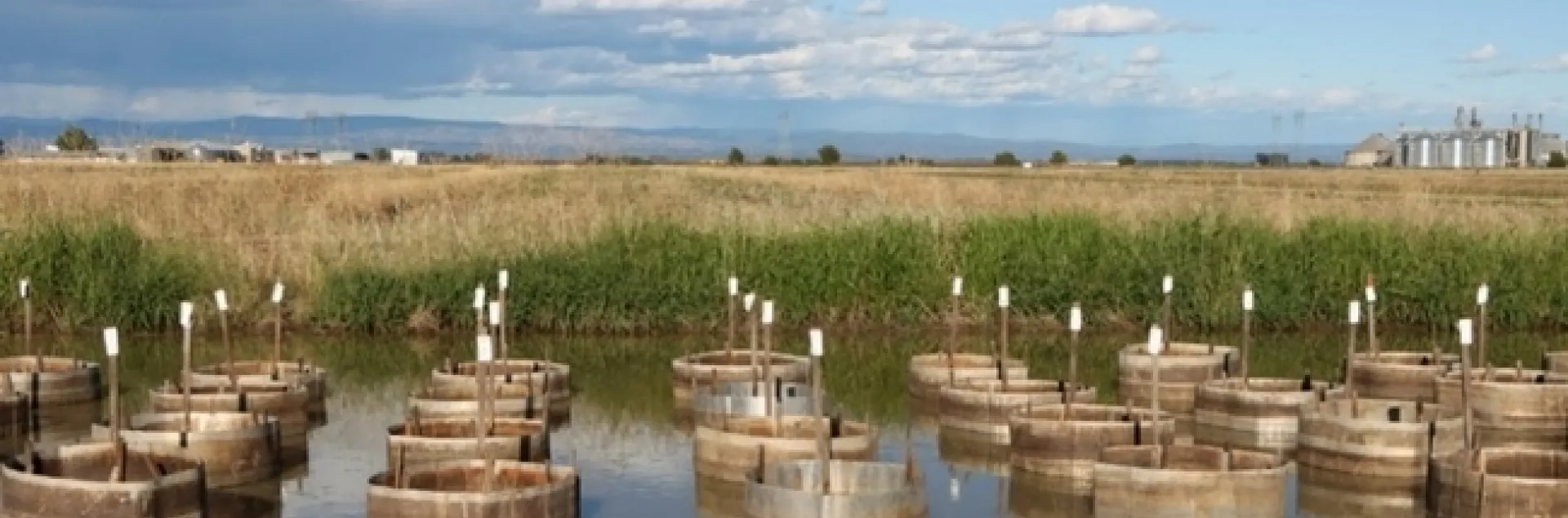 A field trial at the California Cooperative Rice Research Foundation Inc. Rice Experiment Station near Biggs, Calif. (Photo by Ian Grettenberger)