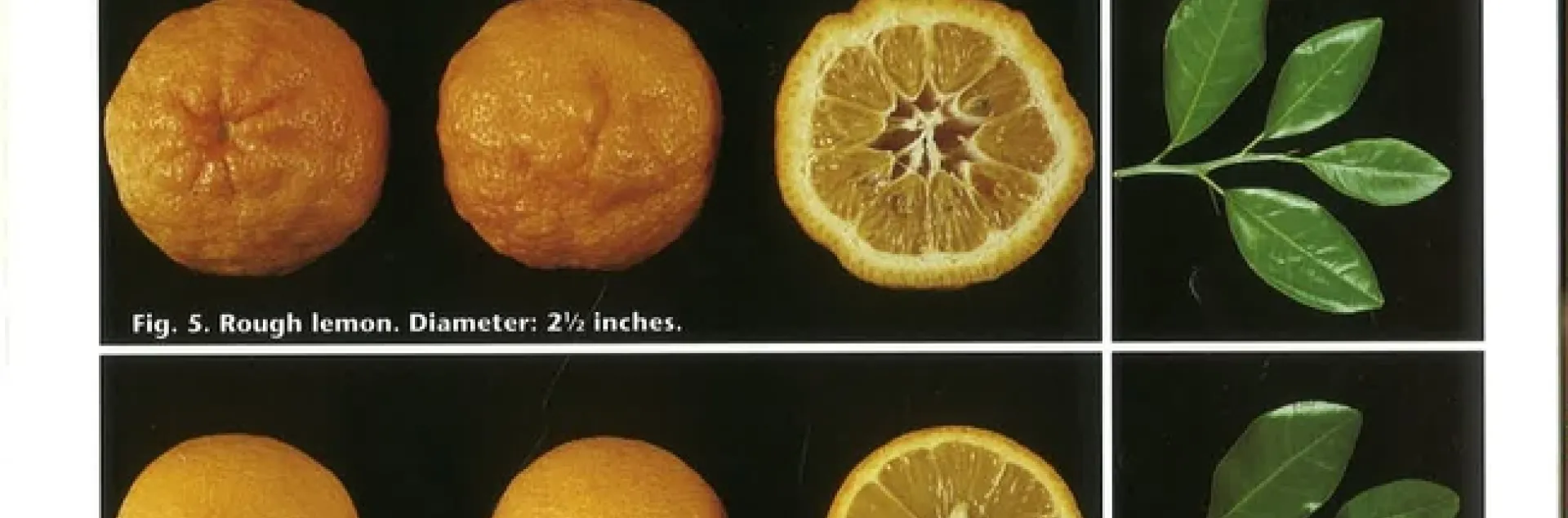 citrus rootstock pictures