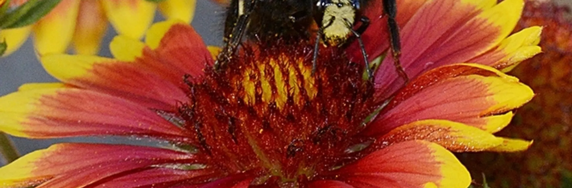 A yellow-faced bumble bee, Bombus vosnesenskii, nectaring on a blanket flower, Gaillardia. (Photo by Kathy Keatley Garvey)