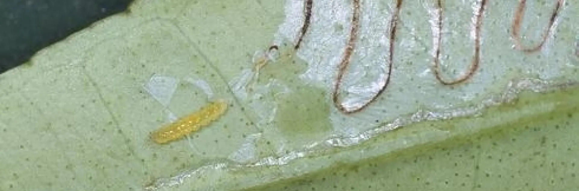 A zigzag line showing a tunnel made by a leafminer larva.