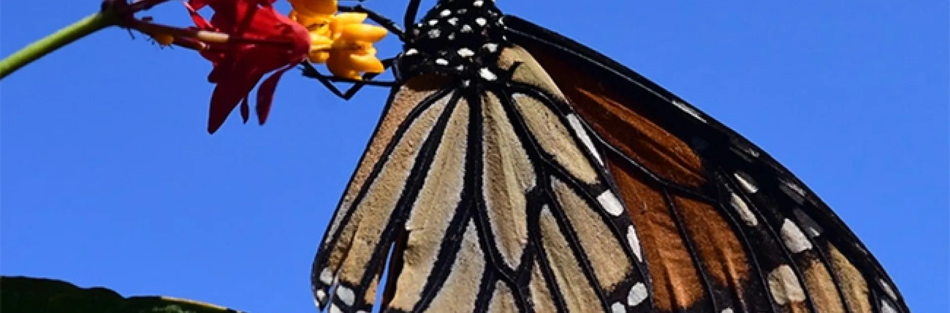 A monarch nectaring on tropical milkweed, Asclepias curassavica, in October, 2021 in Vacaville, Calif. (Photo by Kathy Keatley Garvey)