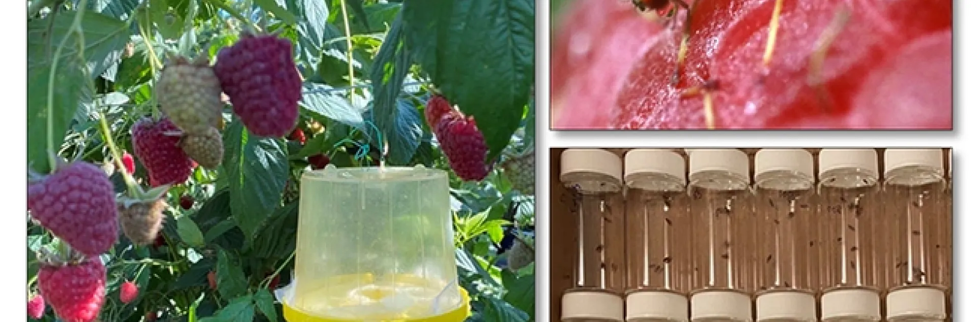 Postdoctoral scholar Fatemeh Ganjisaffar of the Frank Zalom lab, UC Davis Department of Entomology and Nematology, will show these images in her presentation.