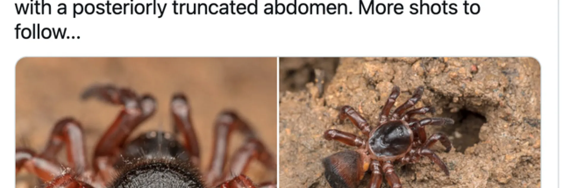 Nature photographer Nicky Bay countered the Facebook post with this tweet. (Screen shot)