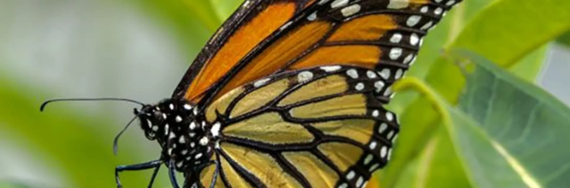 This image, "Monarch Laying Eggs," by Joe Virbickis of Washington, Ill., won the medal for "Best by Peoria Camera Club Member." (Copyright Joe Virbickis)
