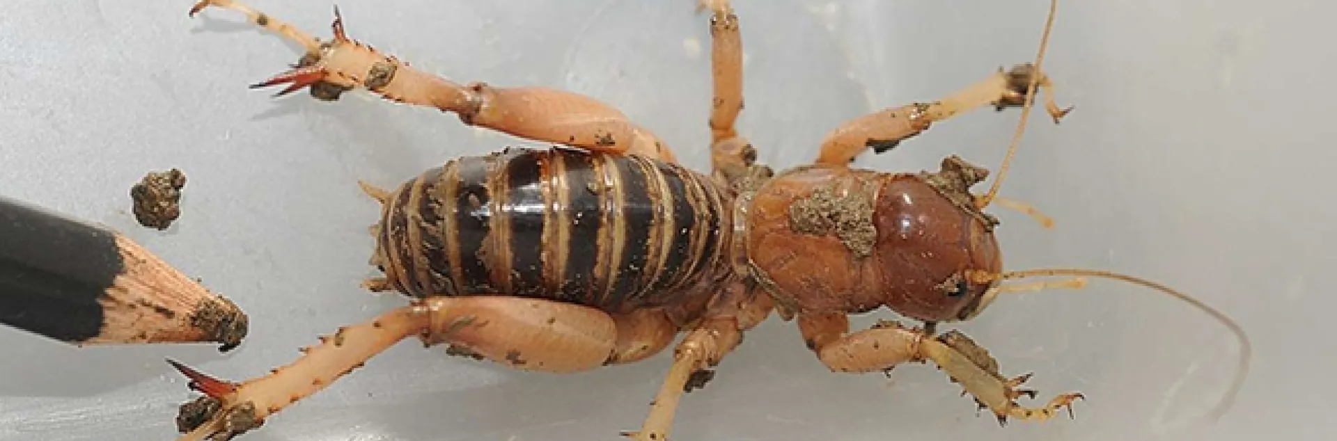 A potato bug, aka Jerusalem cricket, at UC Davis. (Photo by Kathy Keatley Garvey)