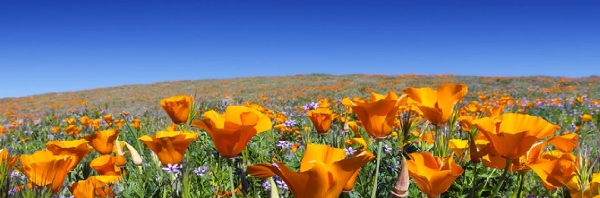 Field of Calif. poppy flowers