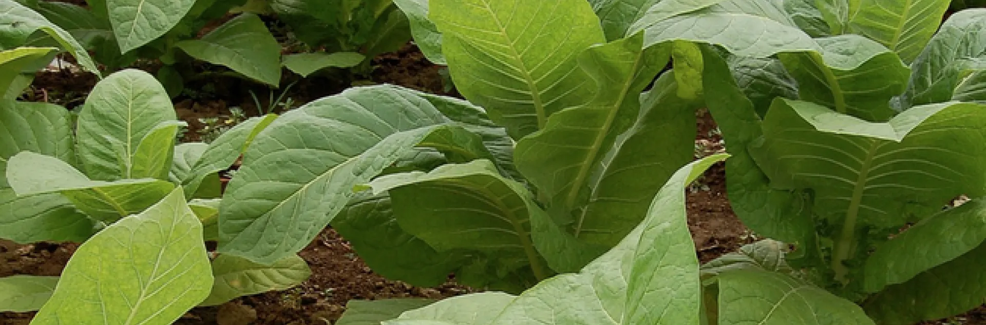 A patch of tobacco (Nicotiana tabacum) in a field in Intercourse, PA. (Photo by Derek Ramsey, courtesy of Wikipedia)