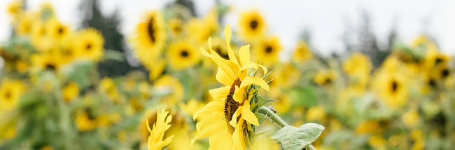 Field of sunflowers