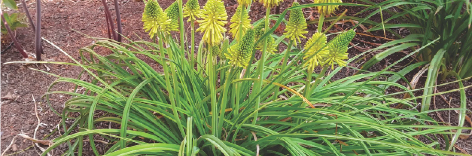 'Limelight' kniphofia