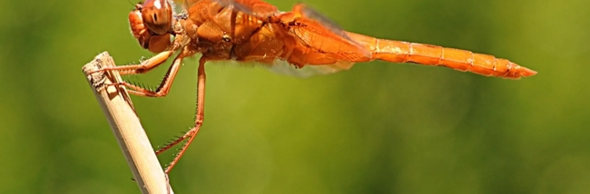 A flameskimmer dragonfly, Libellula saturata, perched in Vacaville, Calif. One of Professor Kimsey's students commented on their "superior haunting skills."(Photo by Kathy Keatley Garvey)