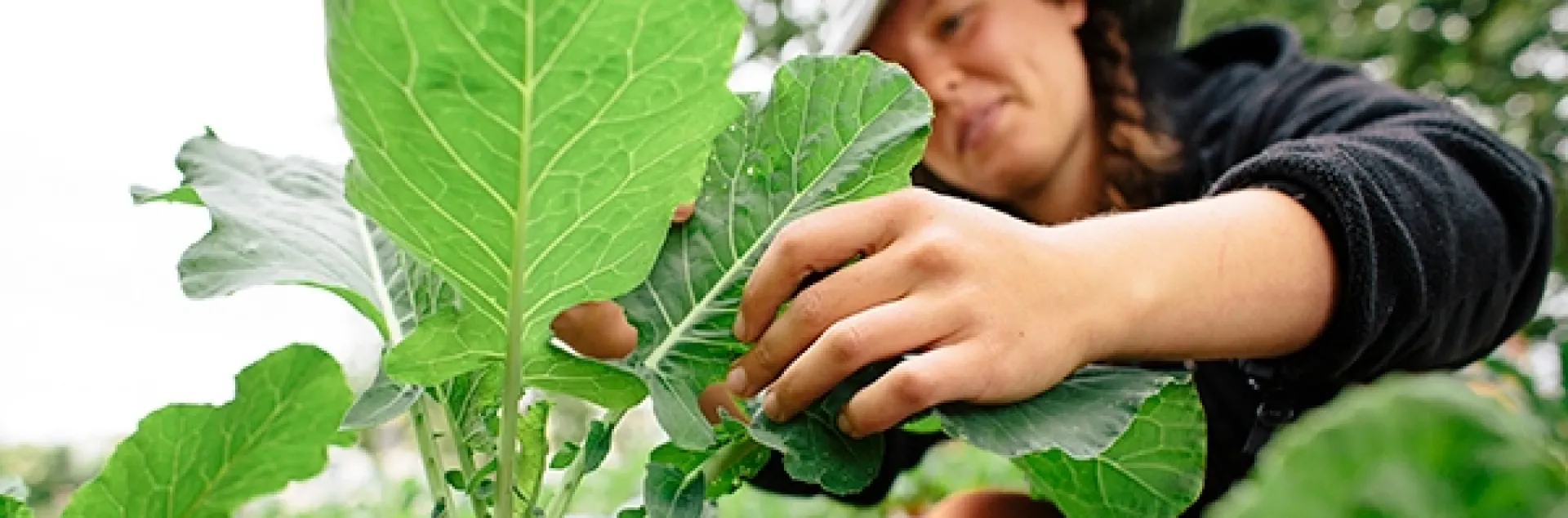 person inspecting a leaf for pests