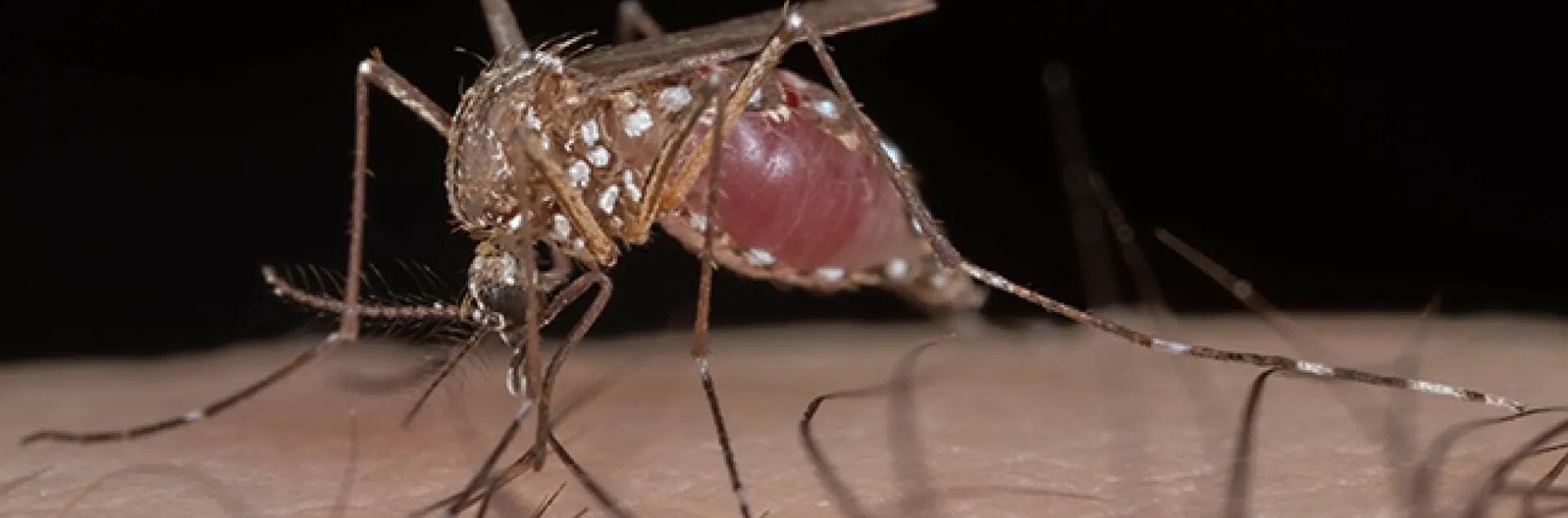 "The growing presence of Aedes aegypti mosquitoes, which can transmit the viruses that cause Zika, dengue, chikungunya, and yellow fever as well as the parasite that causes heartworm in pets, is a major public health threat," says UC Davis medical entomologist/geneticist Geoffrey Attardo. (Photo by Geoffrey Attardo)