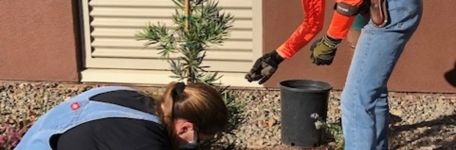 Two Master Gardeners digging to plant a tree.