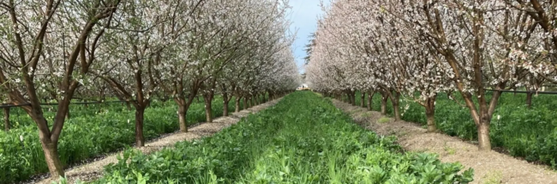 Bright green vegetation carpets the orchard floor between blooming almond trees.