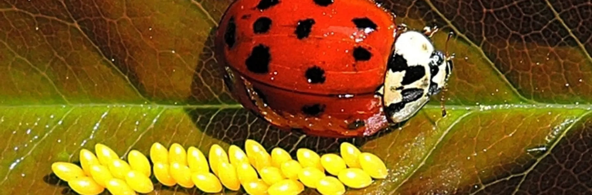 A lady beetle and her eggs in a Vacaville garden. Everything in nature is connected, says Frédérique Lavoipierre. If you have no aphids, no lady beetles or soldier beetles for you. (Photo by Kathy Keatley Garvey)