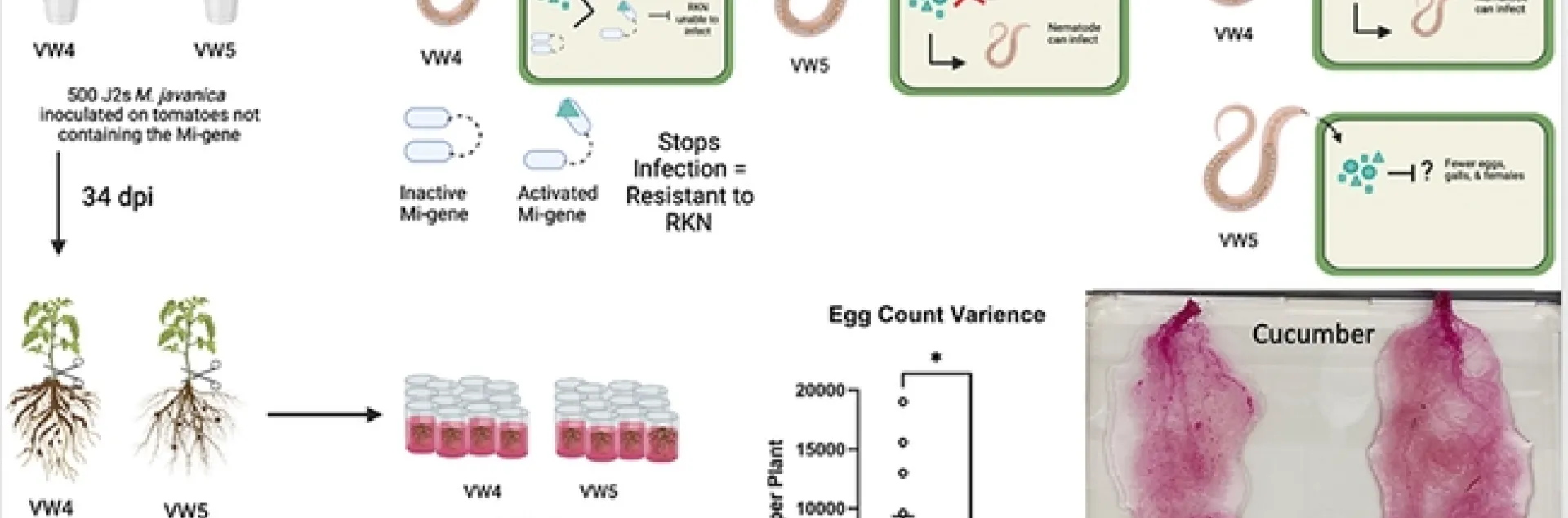 This is the solo slide that UC Davis graduate student/nematologist Alison Coomer presented.