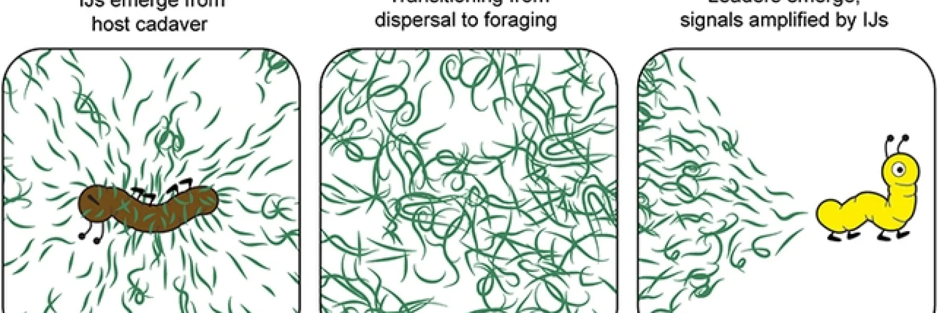 Illustrations for Fatma Kaplan's seminar on Dec. 1 to the UC Davis Department of Entomology and Nematology