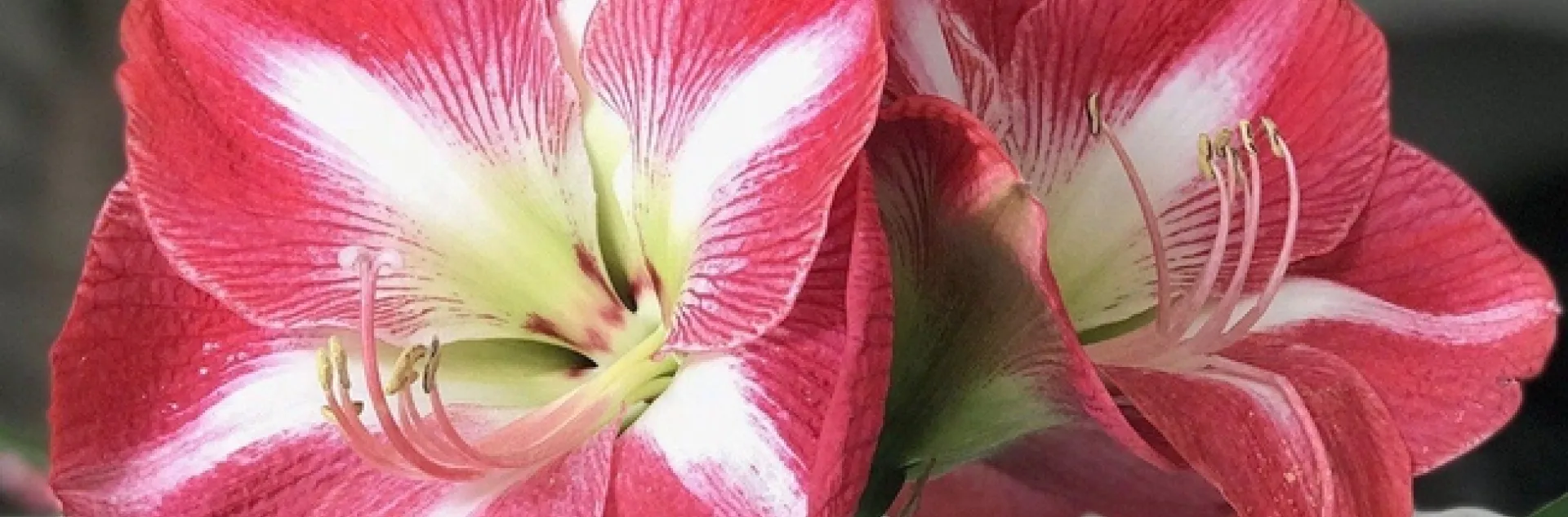 Amaryllis