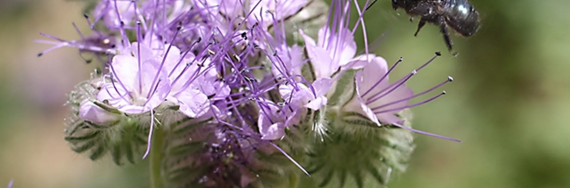 A blue orchard bee, Osmia lignaria, foraging on lacy phacelia, Phacelia tanacetifolia, at the research site at UC Davis. The blue metallic bee is marked with the researchers' yellow stripe in this image. (Photo by Clara Stulligross)