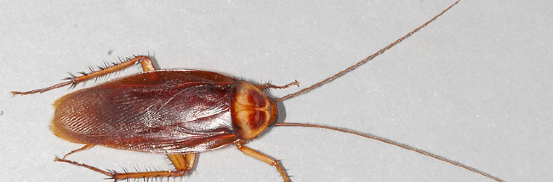 This is the species of cockroach that Lynn Kimsey ate in Panama when the host served oatmeal and raisin cookies. Hers was an oatmeal raisin/roach cookie. "It had legs!" (Wikipedia photo by Gary Alpert, a colleague of Kimsey's)