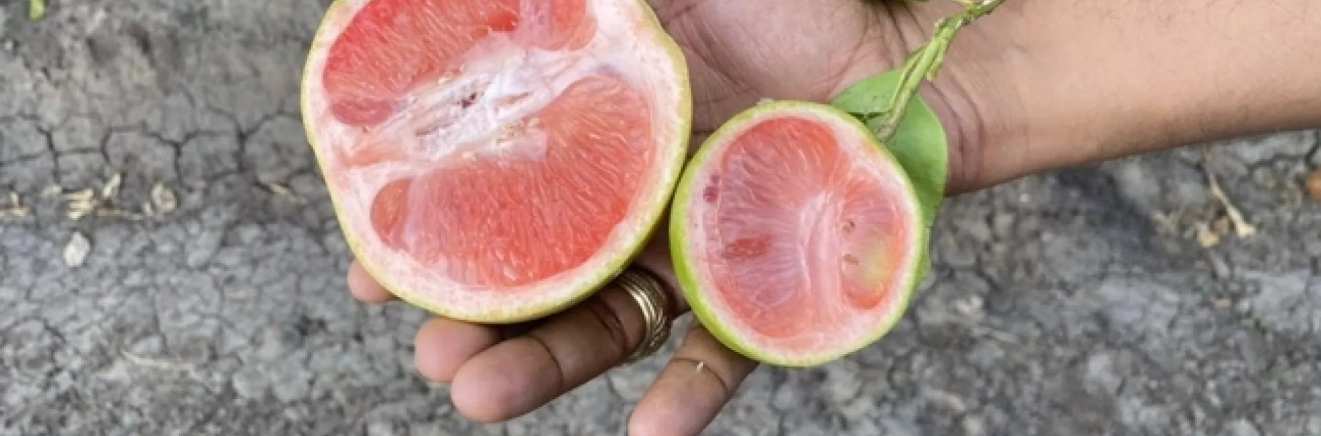 healthy grapefruit