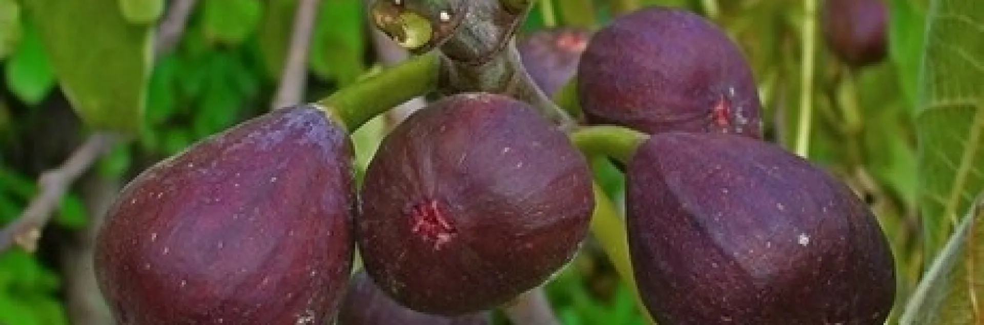 figs on tree