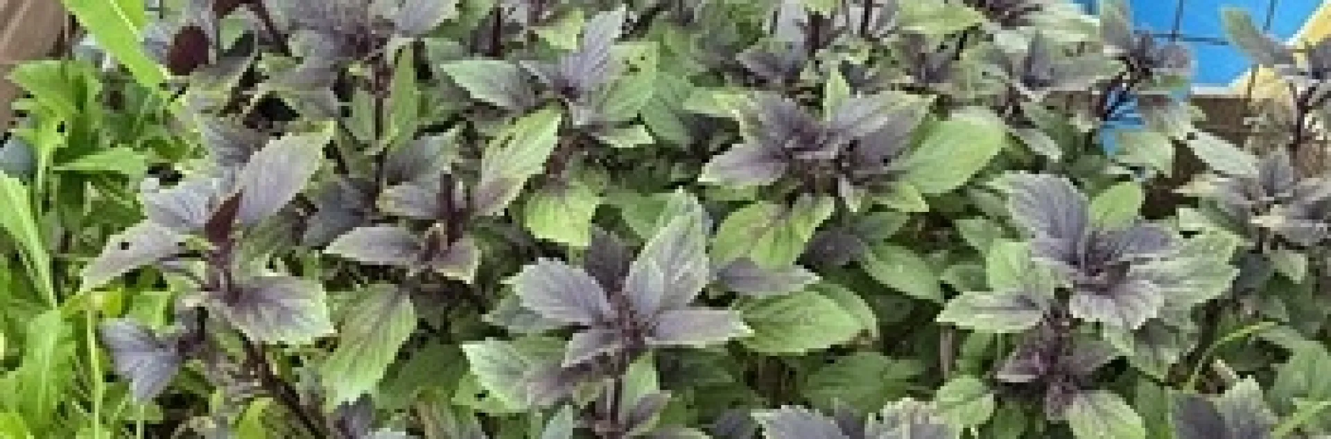 photo by Tina Saravia