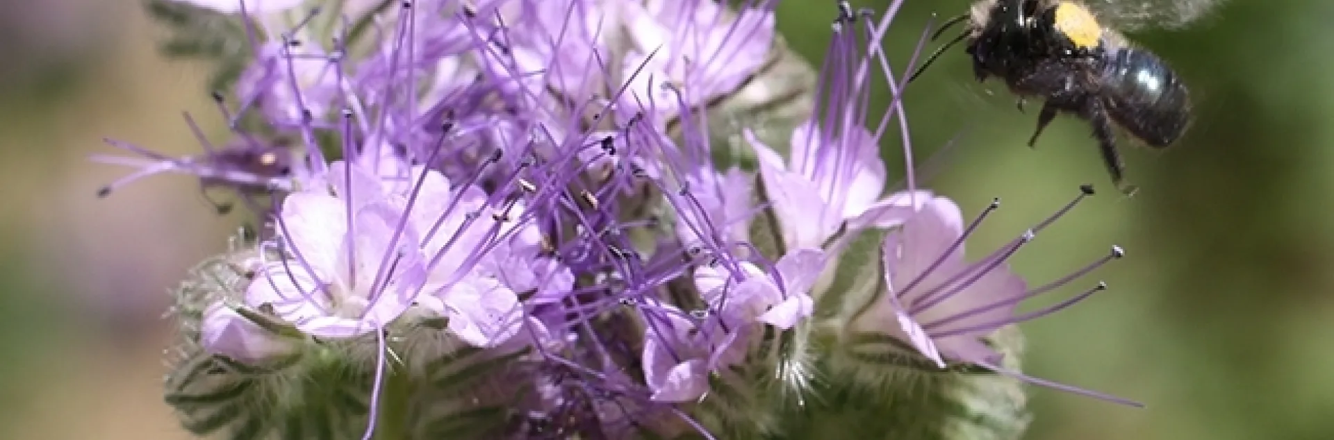 A blue orchard bee, Osmia lignaria, heads for a lacy phacelia, Phacelia tanacetifolia, at UC Davis. (Photo by Clara Stuligross)