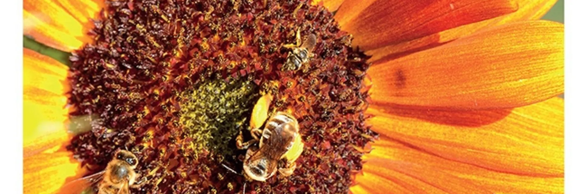 This cover photo on the November edition of the American Journal of Botany shows four species of bees visiting a sunflower, Helianthus sp. They are a honeybee, a sunflower bee and two species of sweat bees. (Cover Photo by Kathy Keatley Garvey)
