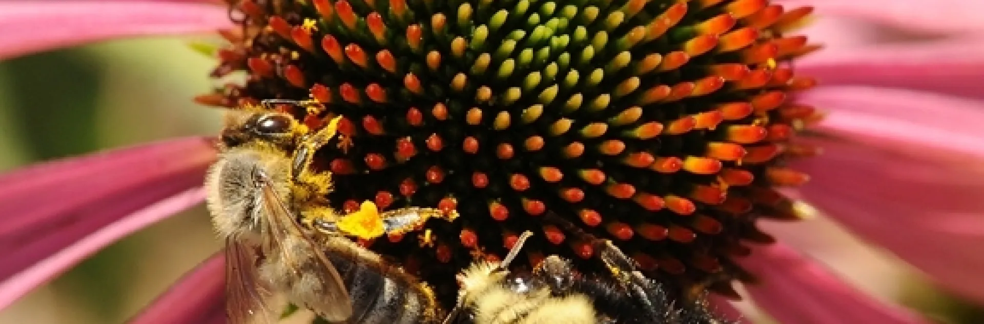 A honeybee (Apis mellifera) and a bumblebee (Bombus vosnesenskii) nectaring on a purple coneflower (Echinacea purpurea) in a UC Davis bee garden. (Photo by Kathy Keatley Garvey)