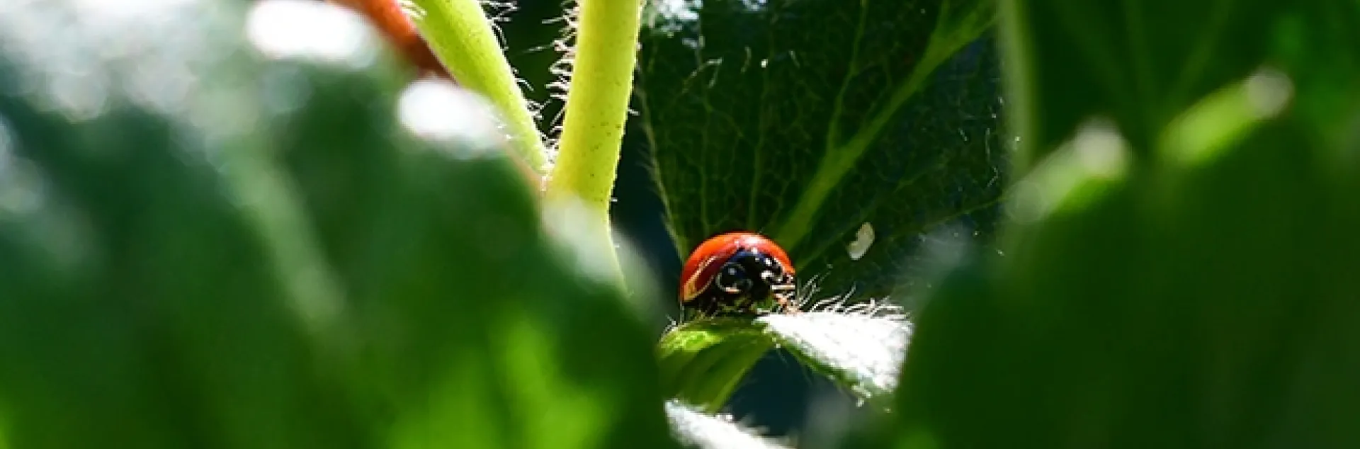 A lady beetle feasting on aphids on a strawberry plant in a Vacaville garden. (Photo by Kathy Keatley Garvey)
