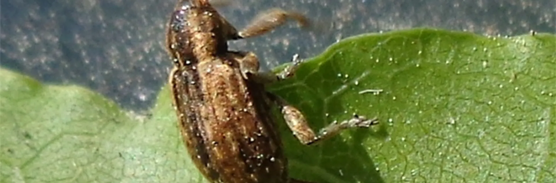This is the alfalfa weevil, Hypera postica. Randa Jabbour of the University of Wyoming will discuss her research on the pest at her UC Davis seminar on Jan. 5. (Image courtesy of Wikipedia, AfroBrazilian)