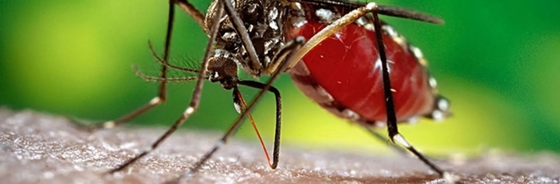 The yellow fever mosquito, Aedes aegypti, will be the topic of a UC Davis Department of Entomology and Nematology seminar on Jan. 12. (Photo courtesy of the Center for Disease Control and Prevention)