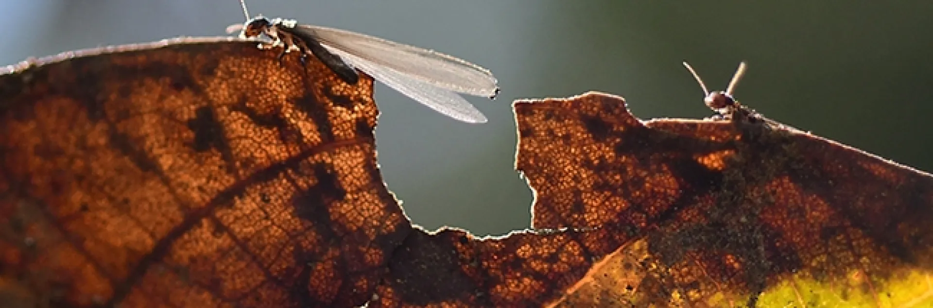 A winged termite ready for flight as another termite waits. This image was taken Oct. 27 in Vacaville, Calif.(Photo by Kathy Keatley Garvey)