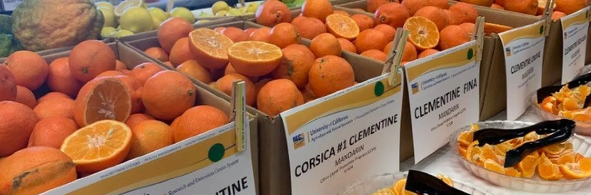 Citrus Fruit Dispaly and Tasting