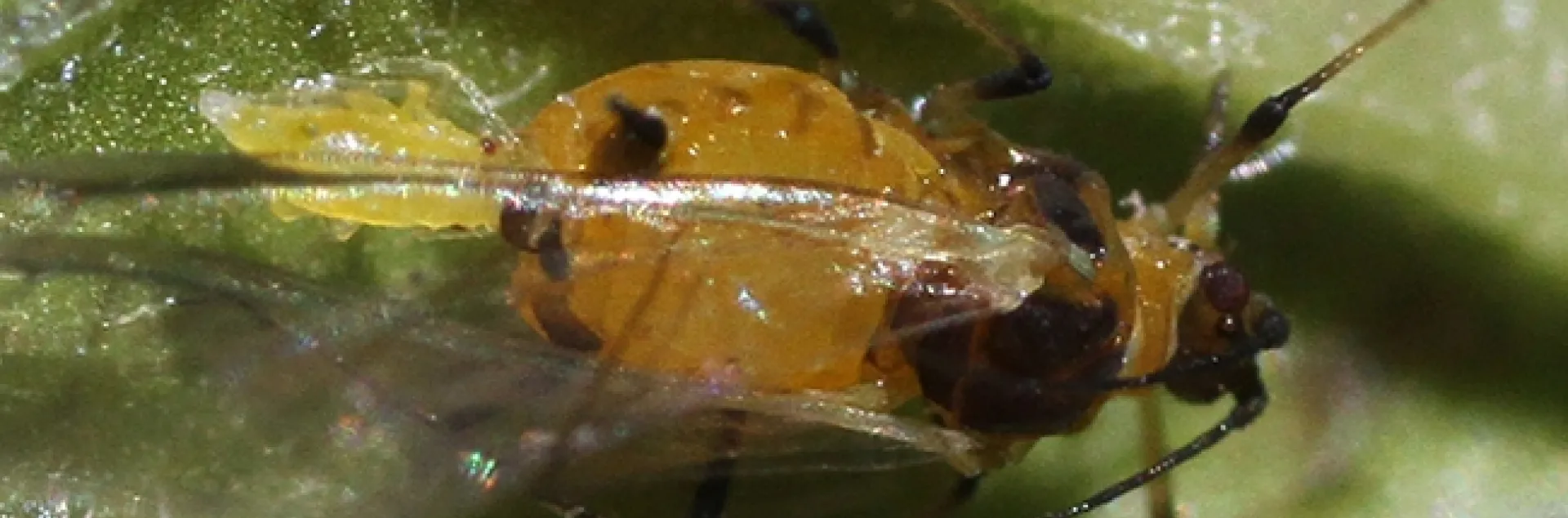 A close-up of an aphid giving birth in a Vacaville pollinator garden. (Photo by Kathy Keatley Garvey)