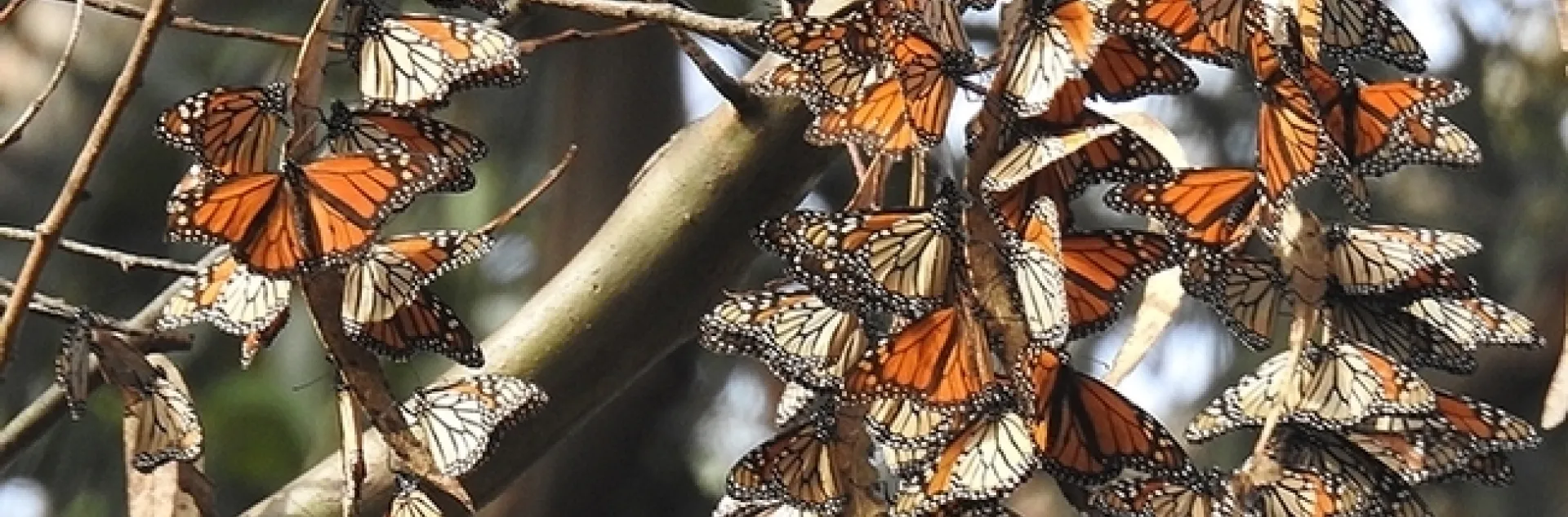 Overwintering monarchs at Natural Bridges State Park, Santa Cruz, in 2016. (Photo by Kathy Keatley Garvey)