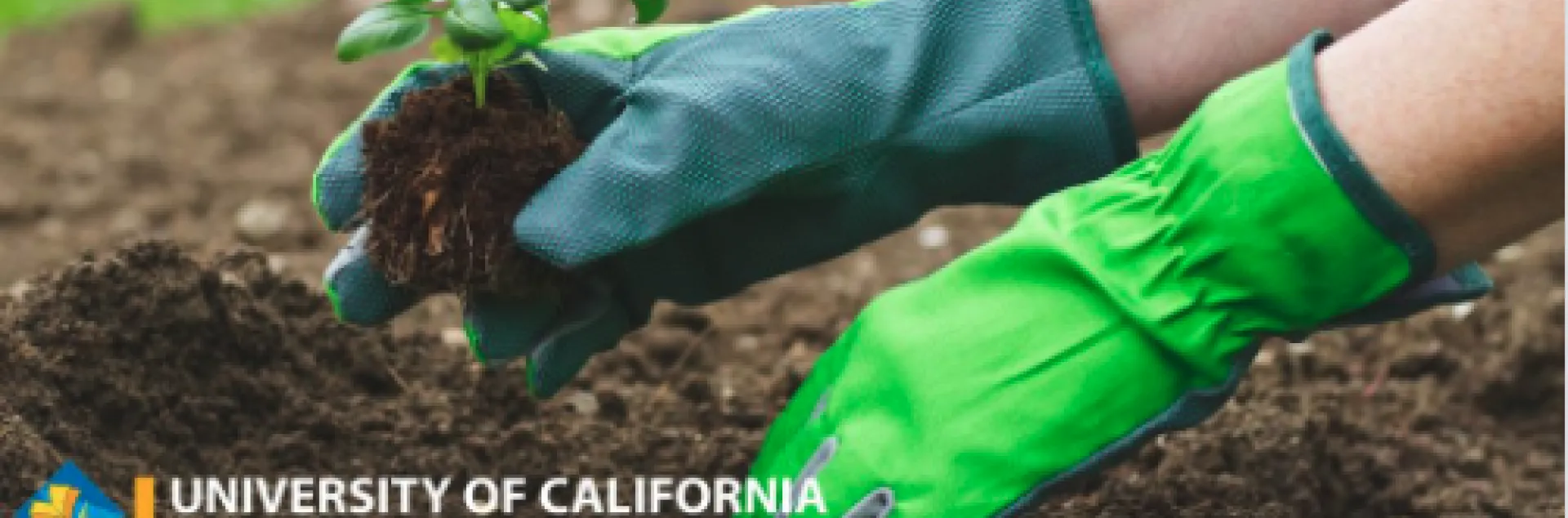 Green gloved hands plant a seedling in soil. TEXT: "Dear Master Gardeners: My garden is thriving because of your knowledge and wisdown. Thank you so much!" Chandrakala G.