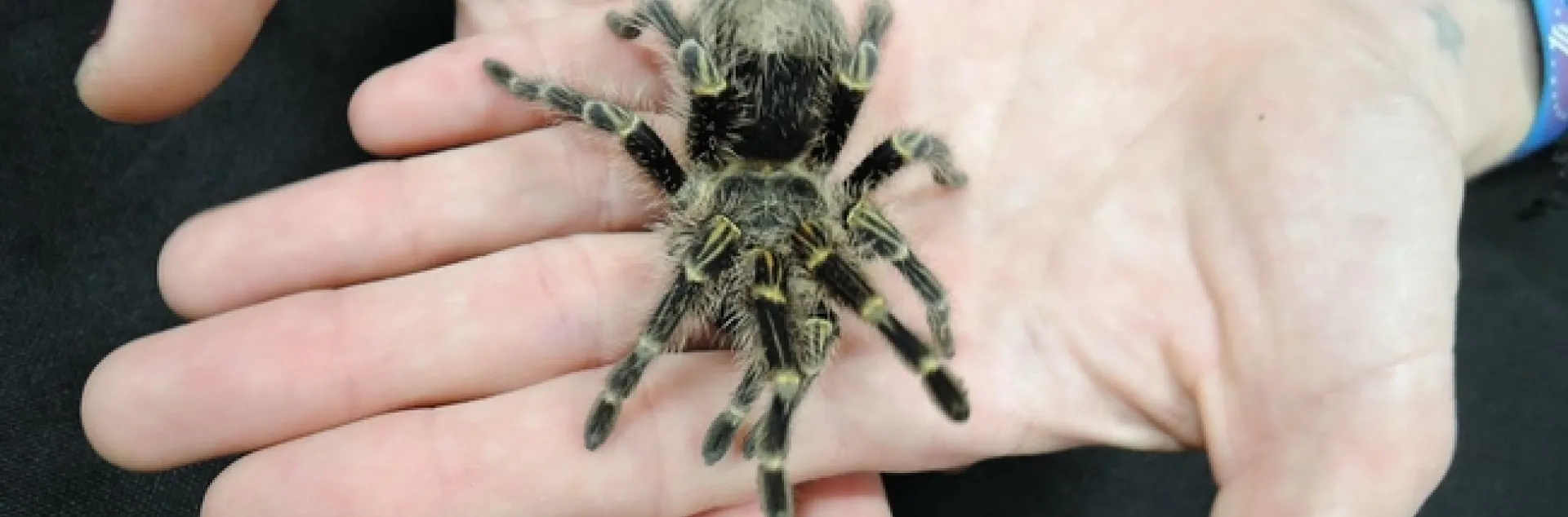 A tarantula at the Bohart Museum of Entomology. (Photo by Kathy Keatley Garvey)
