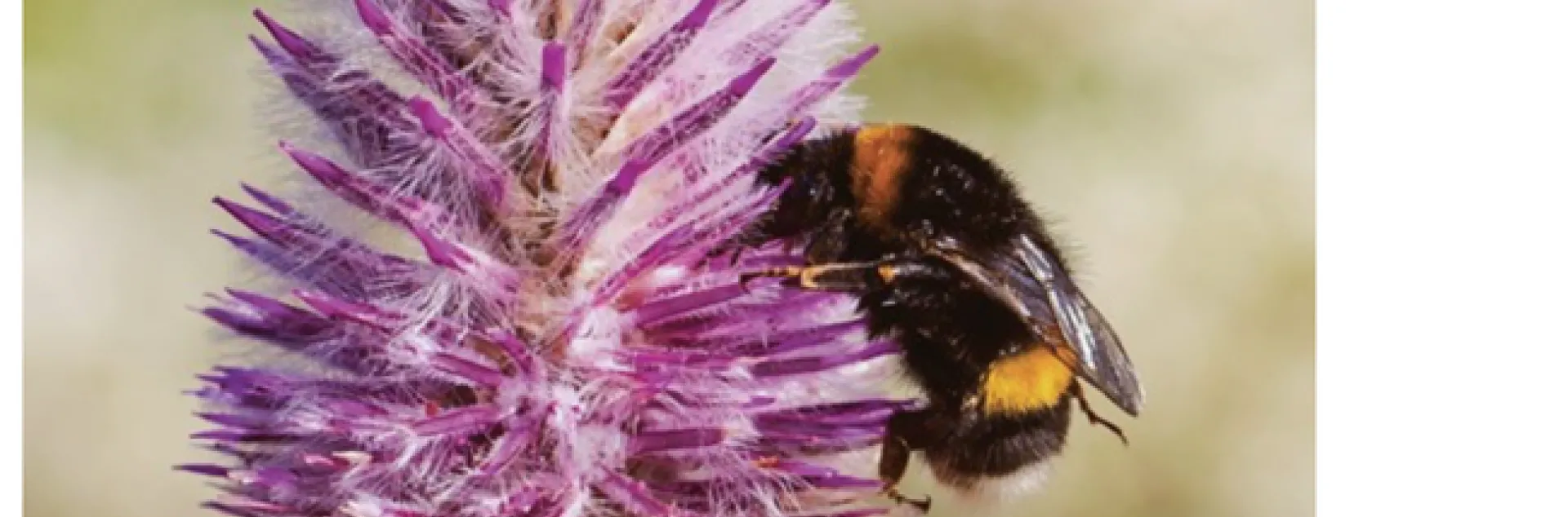 The cover image of BioScience by Diego Delso shows a Bombus terrestris, a buff-tailed bumble bee that is one of the most numerous bumble bee species in Europe.