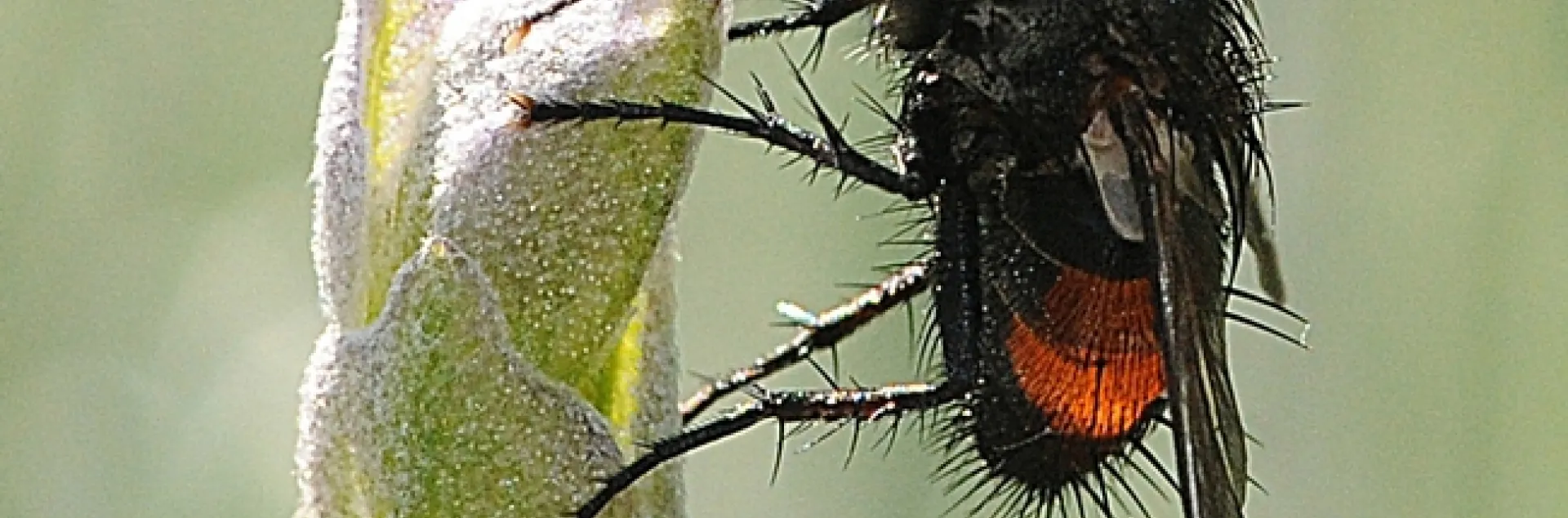 A female tachinid on lavender. (Photo by Kathy Keatley Garvey)