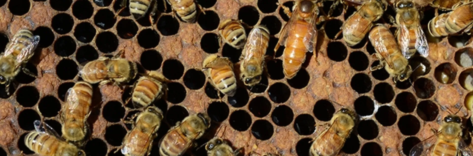 A queen bee and worker bees. "On the 12th day of Christmas, my true love gave to me 12 deathwatch beetles drumming, 11 queen bees piping, 10 locusts leaping, 9 mayflies dancing, 8 ants a'milking aphids, 7 boatmen swimming, 6 lice a'laying, 5 golden bees, 4 calling cicadas, 3 French flies, 2 tortoise beetles and a psyllid in a pear tree." (Photo by Kathy Keatley Garvey)