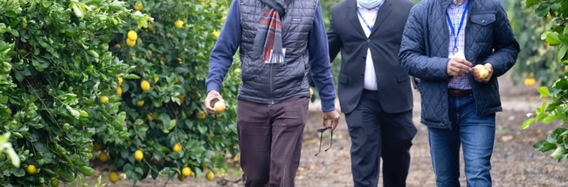 Three men walk between rows of citrus trees.