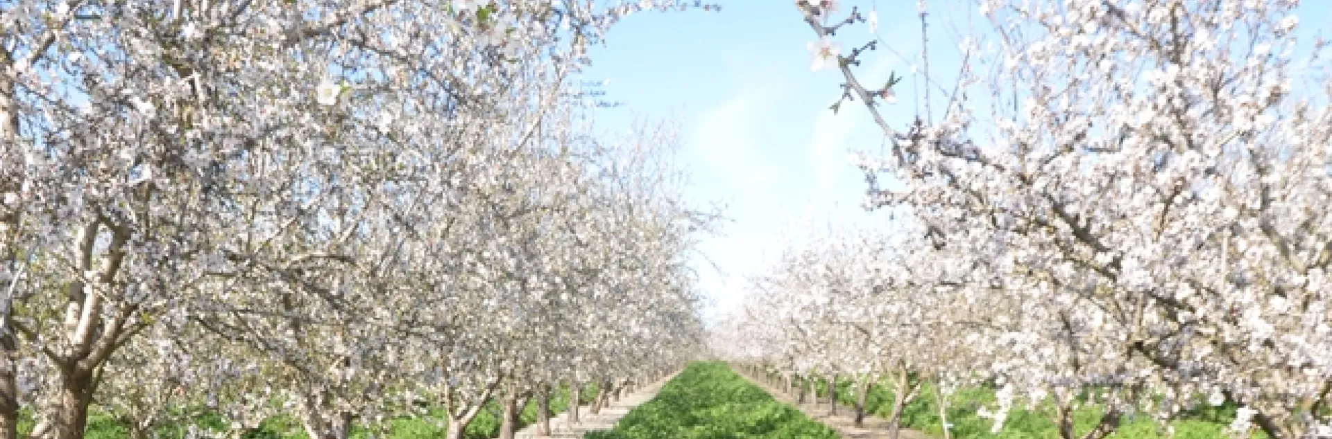 A lush green carpet of cover crop grows between blooming rows of almond trees.