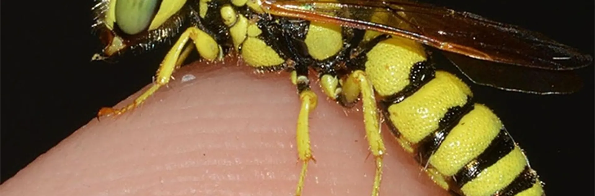 A beewolf photographed by Gwen Erdosh, aka Gwentomologit, and posted on her Instagram account.