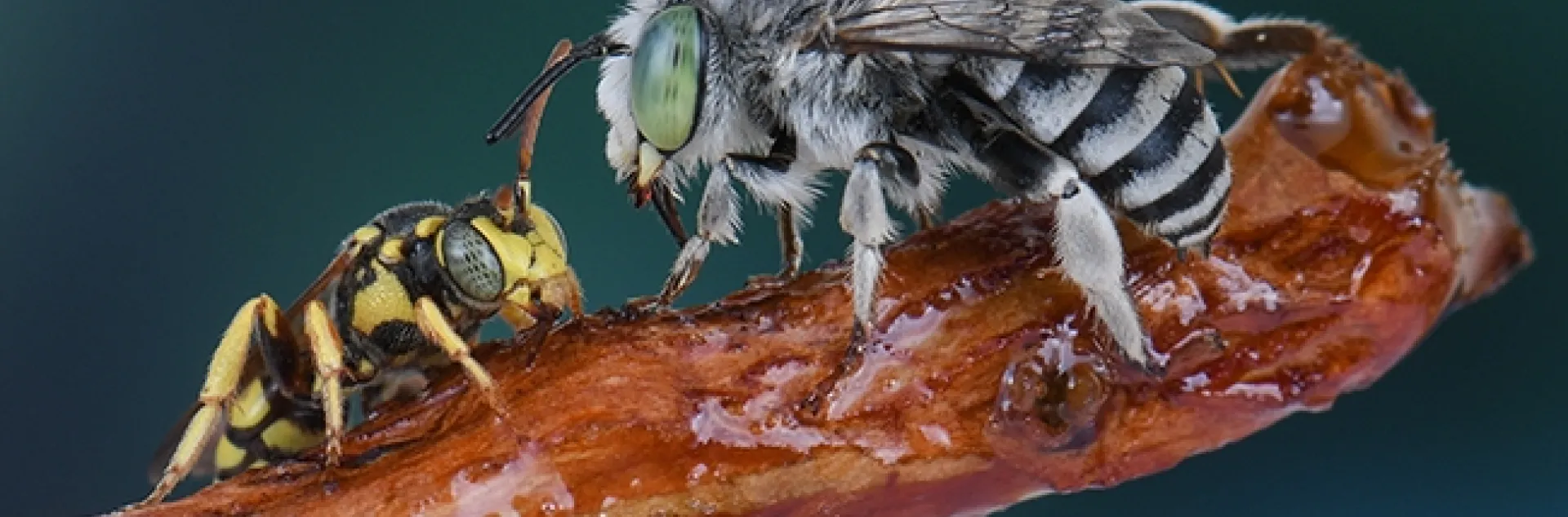 In this award-winning image, a cuckoo bee, Nomada sp.(left), and an Anthophora bee share honey on a twig. The work of Ian Wright, it was selected as a September (inset) image in the ESA's World of Insects calendar. (Copyrighted Photo by Ian Wright)