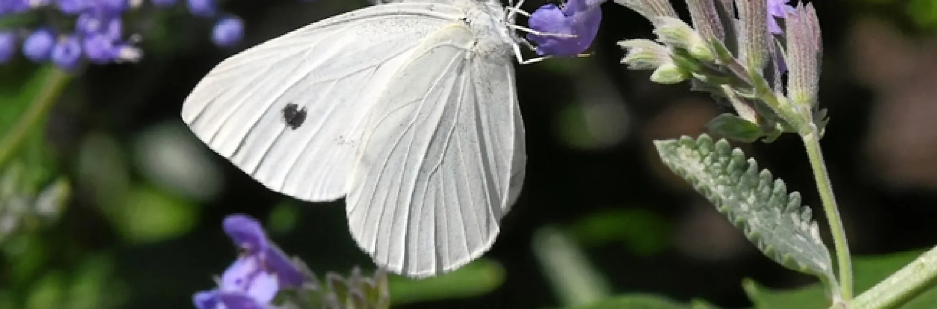 This is a cabbage white butterfly, Pieris rapae. In its larval stage, it is a pest of cucurbits. (Photo by Kathy Keatley Garvey)