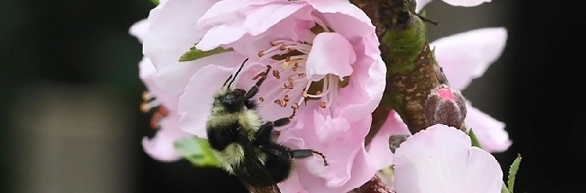 A black-tailed bumble bee, Bombus melanopygus, nectaring on nectarine blossoms in Vacaville, Calif. (Photo by Kathy Keatley Garvey)
