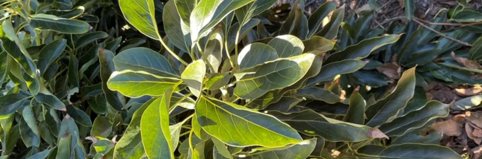 avocado no salt damag4e