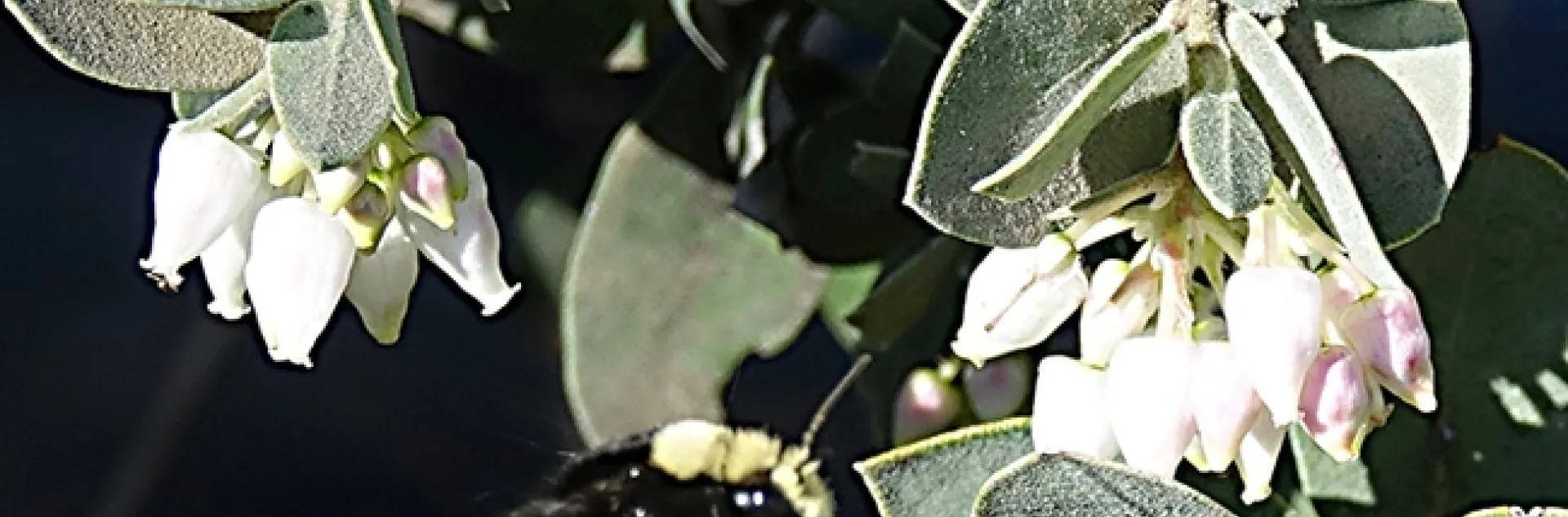 Ellen Zagory captured this image of a bumble bee at 2:30 p.m., Jan. 1 in the UC Davis Arboretum and Public Garden to co-win the contest. Professor Neal Williams, pollinator ecologist, identified it as a yellow-faced bumble bee, Bombus vosnesenskii.